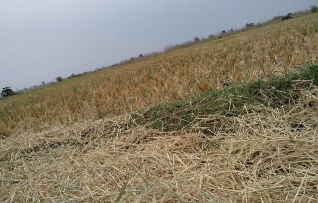 Impatto della siccità sull'agricoltura italiana