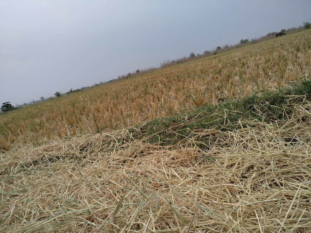 Impatto della siccità sull'agricoltura italiana