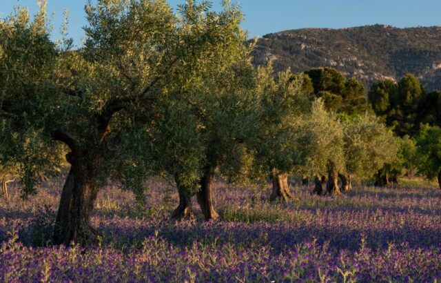 Giacenze di olio d'oliva