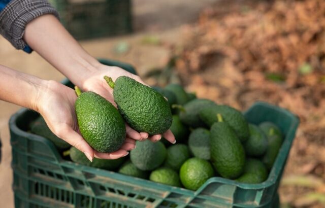 Coltivazione di avocado in Sicilia