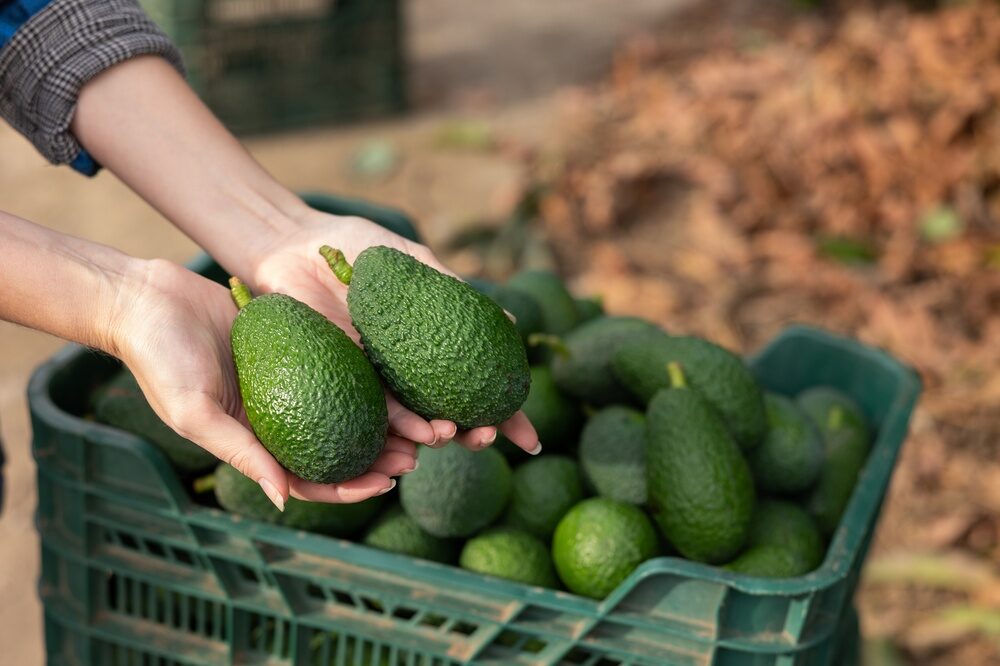 Coltivazione di avocado in Sicilia