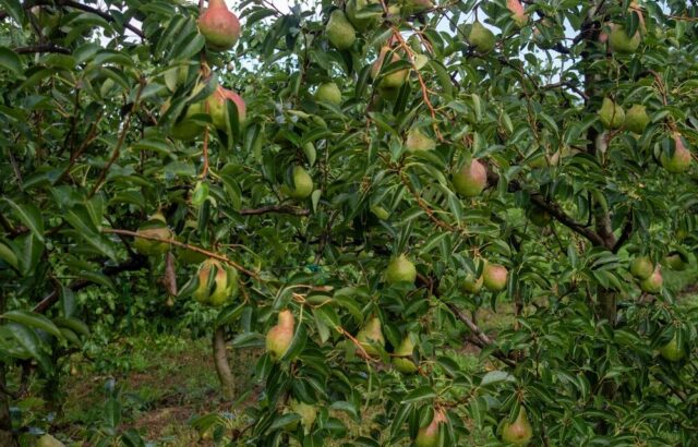 Pere italiane pronte per l'export