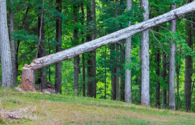 Aumento dei costi produttivi per l'industria dei pannelli in legno