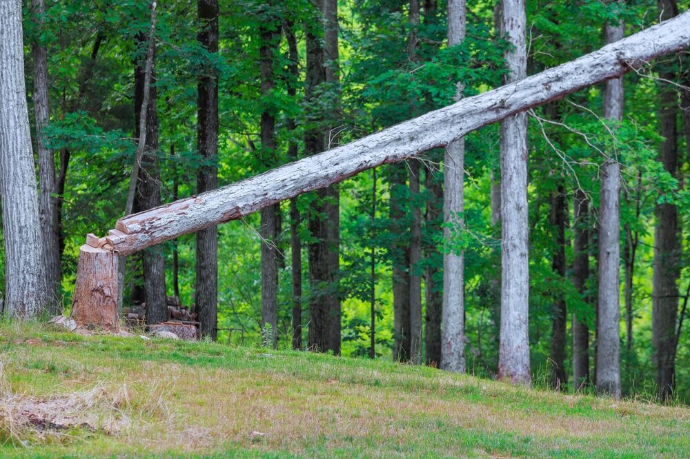 Aumento dei costi produttivi per l'industria dei pannelli in legno