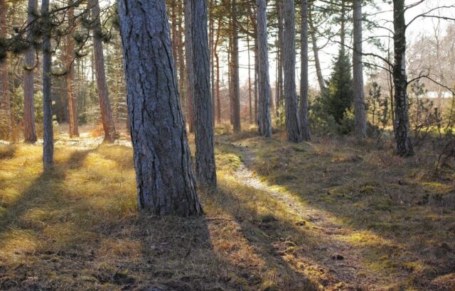 Foreste italiane