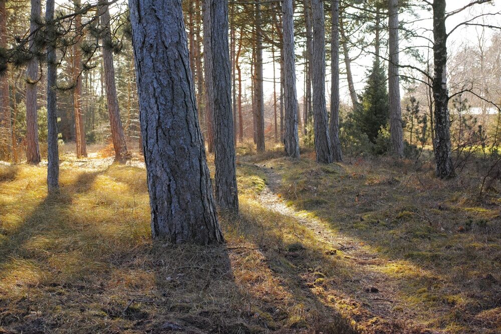 Foreste italiane
